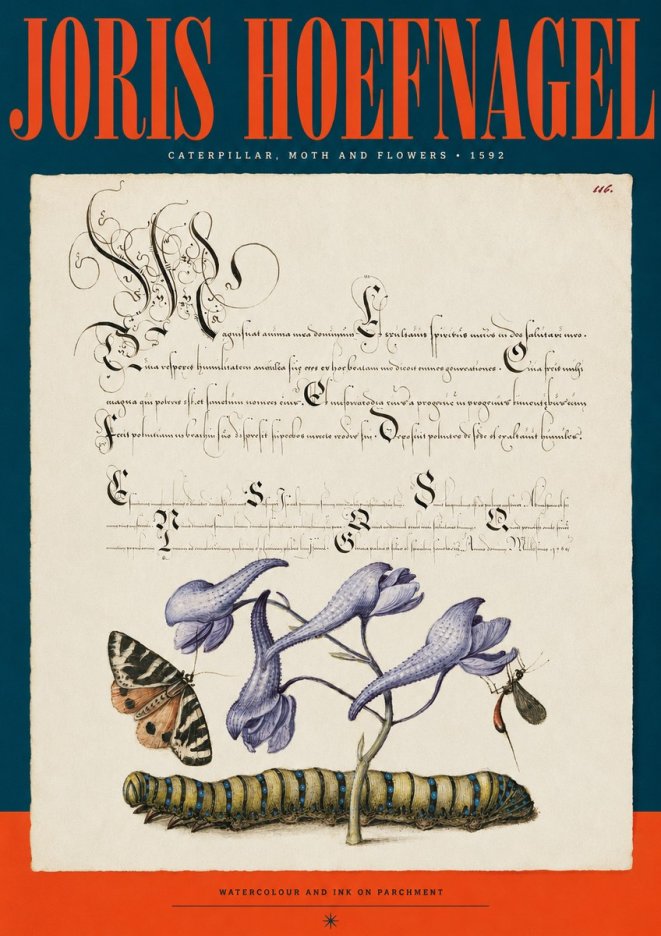 Joris Hoefnagel Caterpillar, Moth and Flowers No2 - Poster
