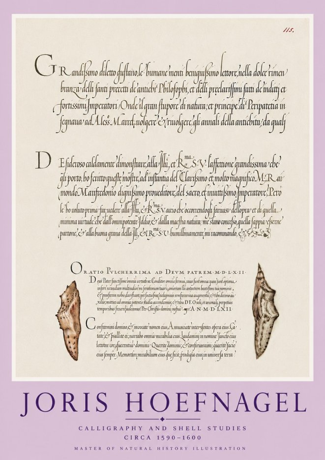 Joris Hoefnagel Study of Shells and Calligraphy No6 - Poster