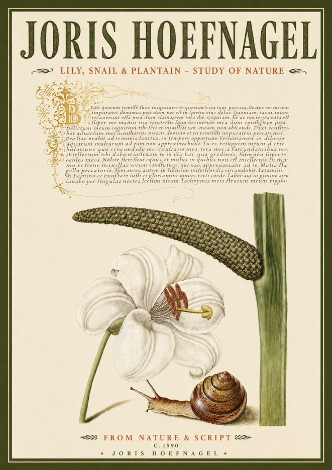 Joris Hoefnagel Lily, Snail & Plantain - Study of Nature No4 - Poster