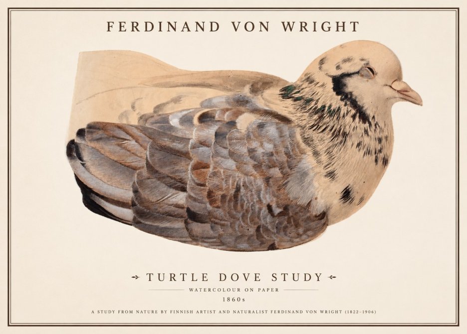 Ferdinand von Wright Turtle Dove Study No1 - Poster
