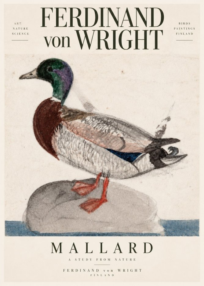 Ferdinand von Wright Mallard No3 - Poster
