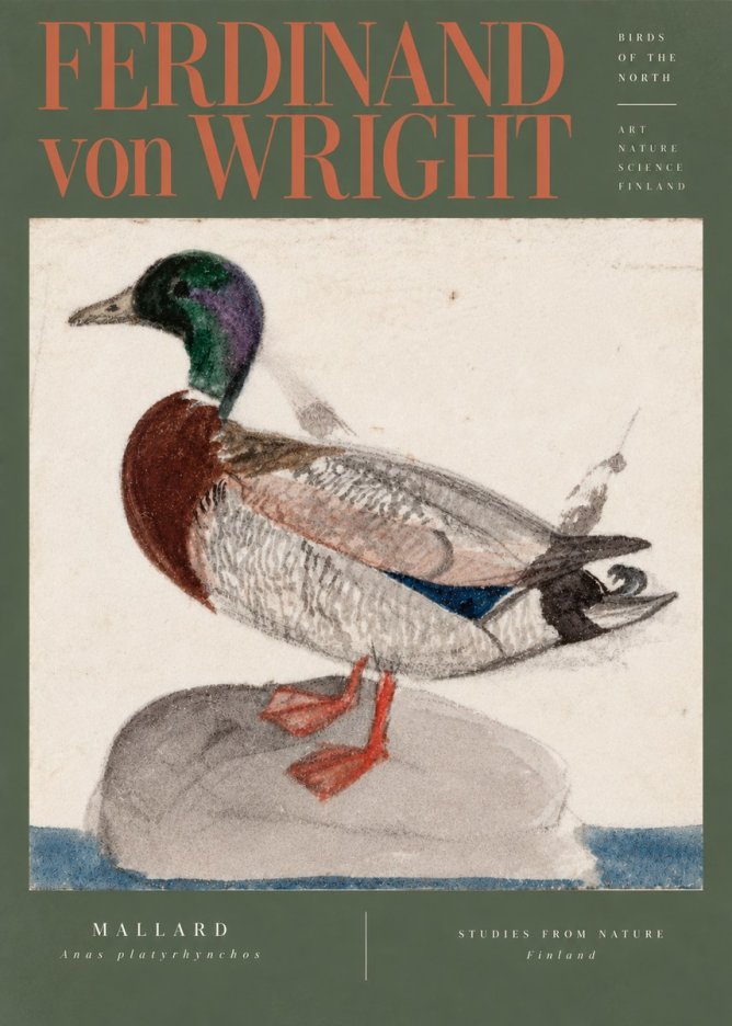 Ferdinand von Wright Mallard No5 - Poster