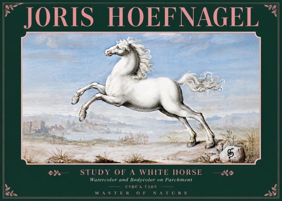 Joris Hoefnagel Study of a White Horse No5 - Poster