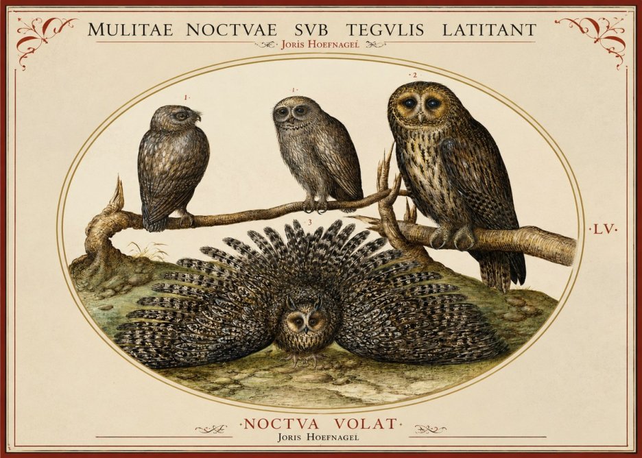 Joris Hoefnagel Noctva Volat No2 - Poster