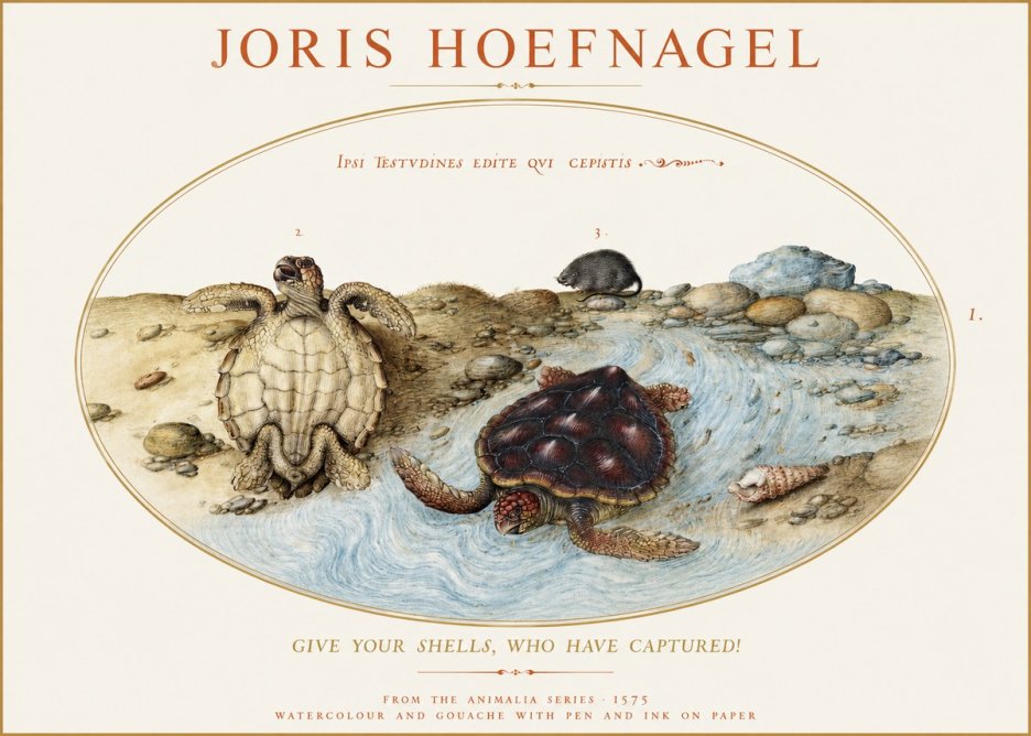Joris Hoefnagel Two Turtles in a Stream No2 - Poster