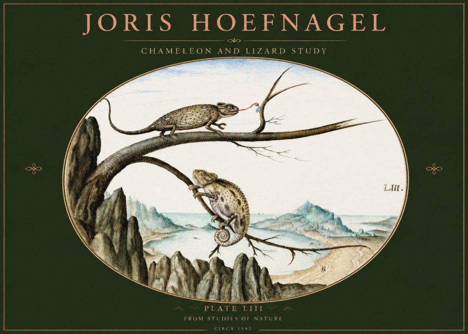 Joris Hoefnagel Chameleon and Lizard No3 - Poster