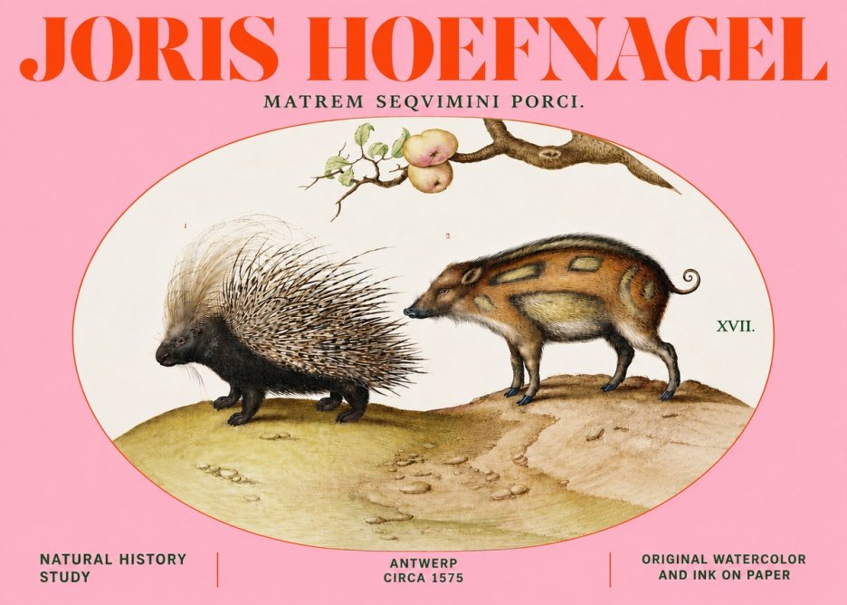 Joris Hoefnagel Matrem Seqvimini Porci. No4 - Poster