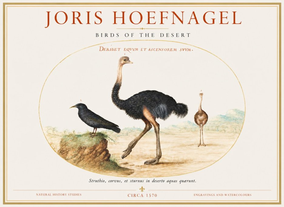 Joris Hoefnagel Birds of the Desert No1 - Poster