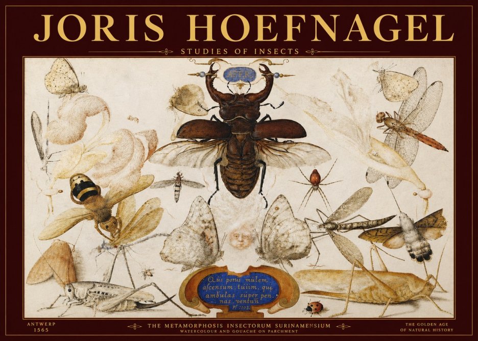 Joris Hoefnagel Studies of Insects I No3 - Poster