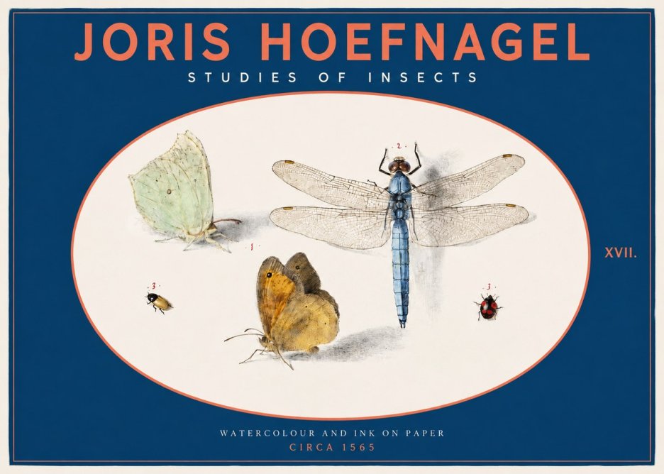 Joris Hoefnagel A Study of Butterflies, Dragonflies and Beetles No3 - Poster