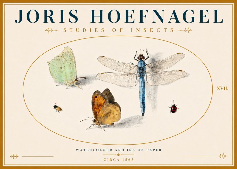Joris Hoefnagel A Study of Butterflies, Dragonflies and Beetles No6 - Poster