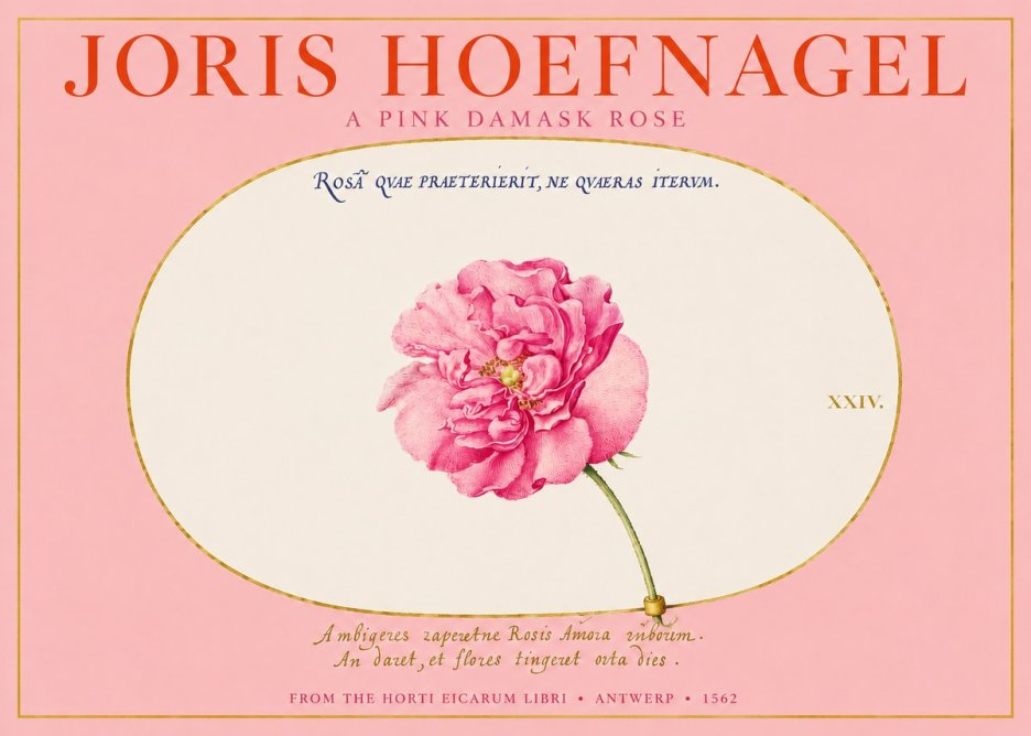 Joris Hoefnagel A Pink Damask Rose No2 - Poster