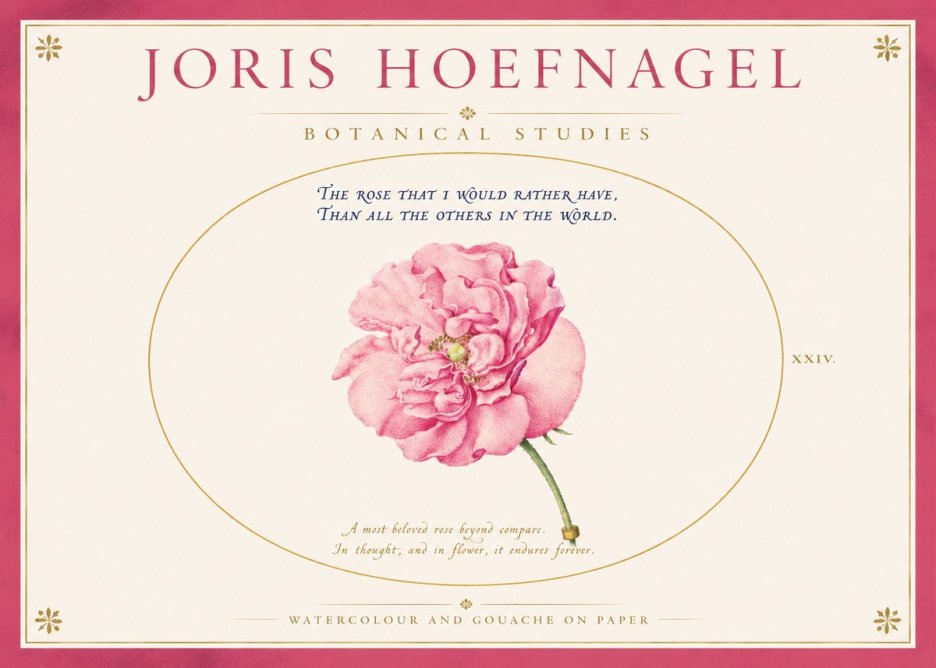 Joris Hoefnagel A Pink Damask Rose No4 - Poster