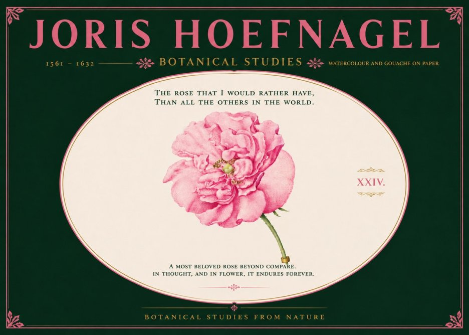 Joris Hoefnagel A Pink Damask Rose No6 - Poster