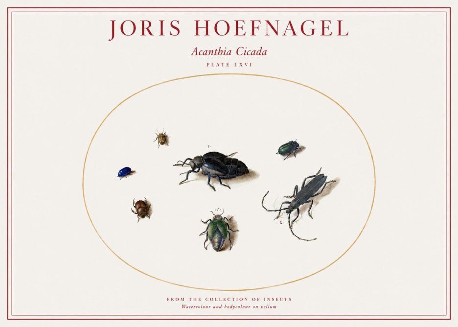 Joris Hoefnagel Acanthia Cicada No1 - Poster