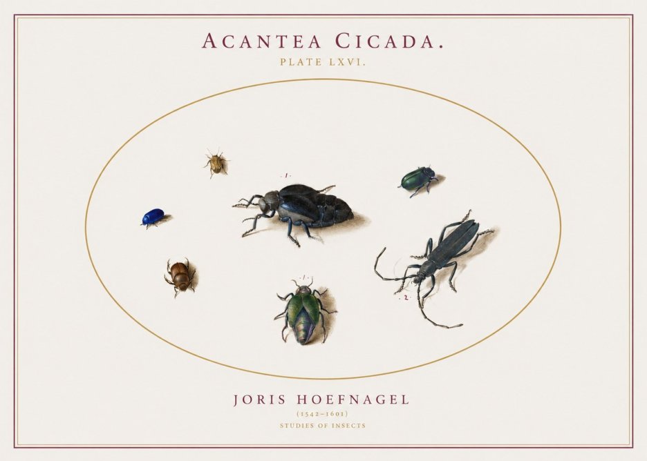 Joris Hoefnagel Acanthia Cicada No3 - Poster