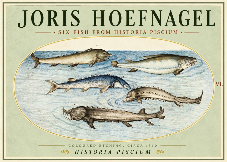 Joris Hoefnagel Fishes of Northern Waters No5 - Poster
