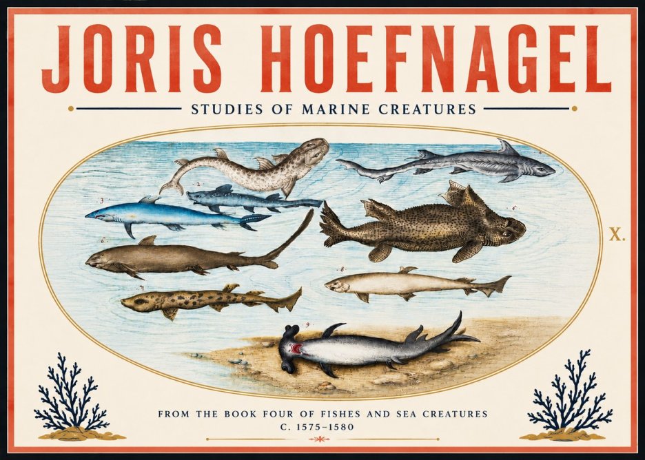 Joris Hoefnagel Studies of Marine Creatures No6 - Poster