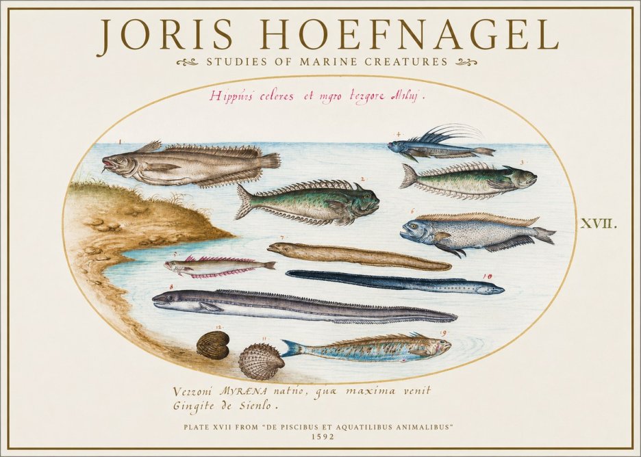 Joris Hoefnagel Plate Xvii from "De Piscibus Et Aquatilibus Animalibus" No1 - Poster