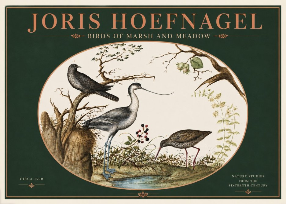 Joris Hoefnagel Birds of Marsh and Meadow No4 - Poster
