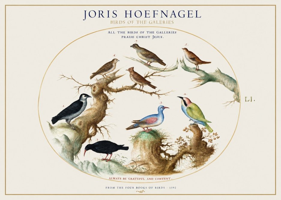 Joris Hoefnagel Birds of the Galeries No1 - Poster