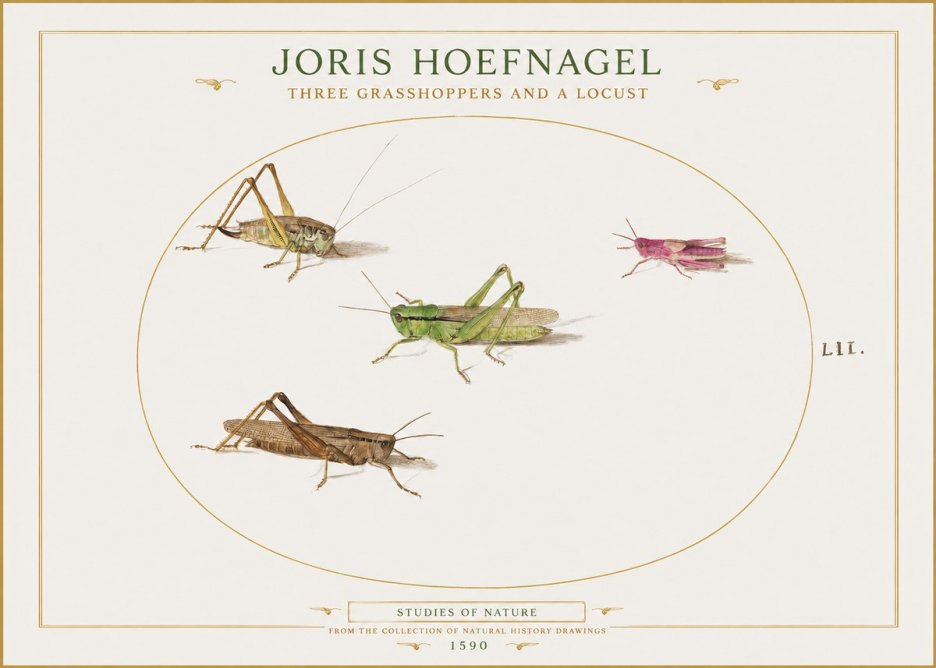 Joris Hoefnagel Three Grasshoppers and a Locust No1 - Poster