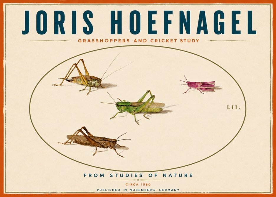 Joris Hoefnagel Three Grasshoppers and a Locust No6 - Poster