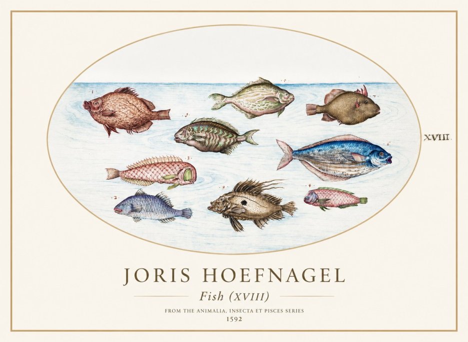 Joris Hoefnagel Studies of Fish I No2 - Poster