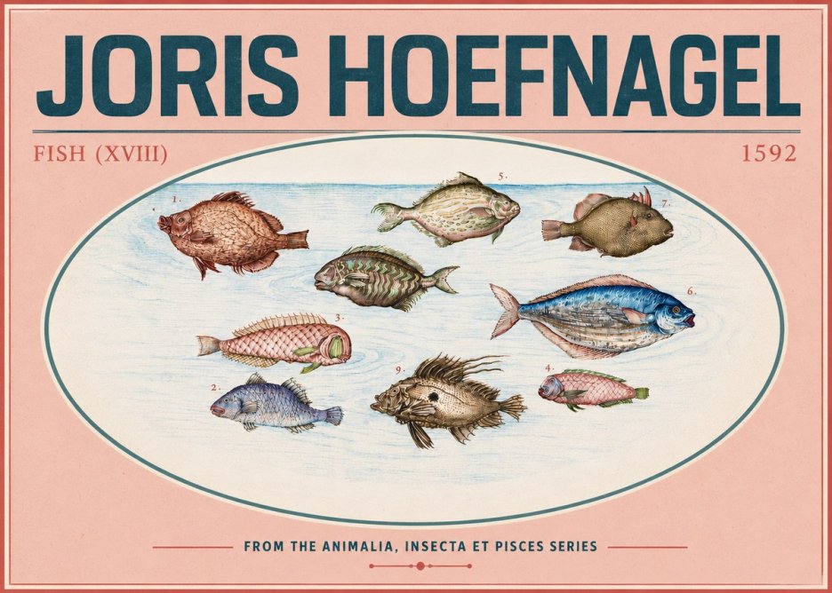 Joris Hoefnagel Studies of Fish I No6 - Poster