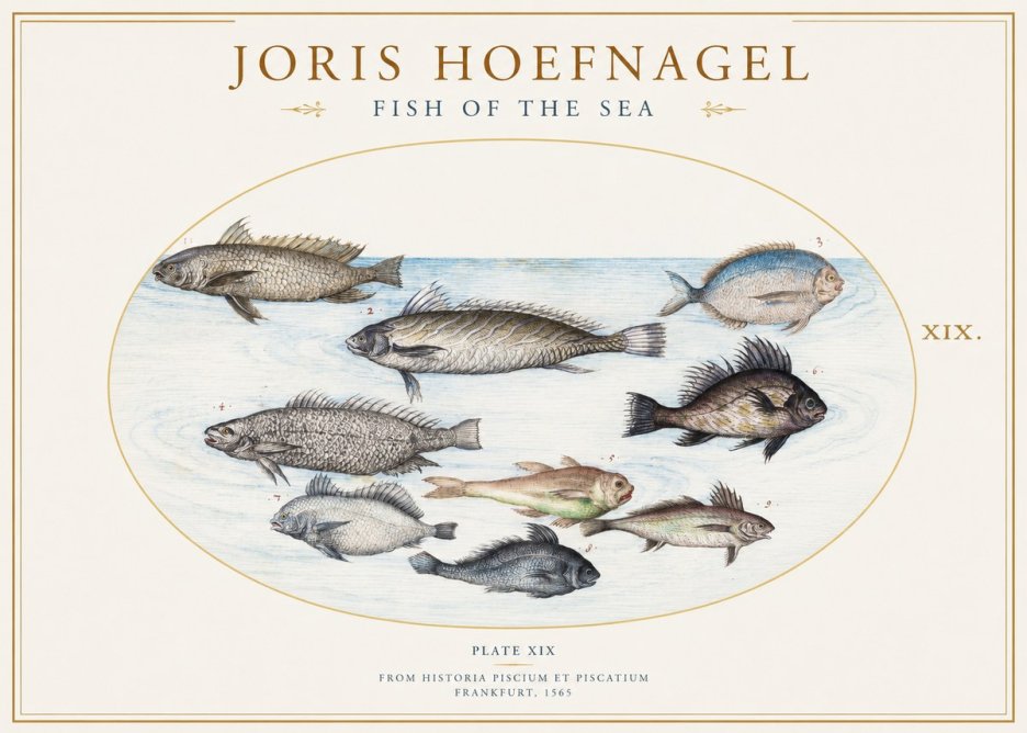 Joris Hoefnagel Fish of the Sea No1 - Poster