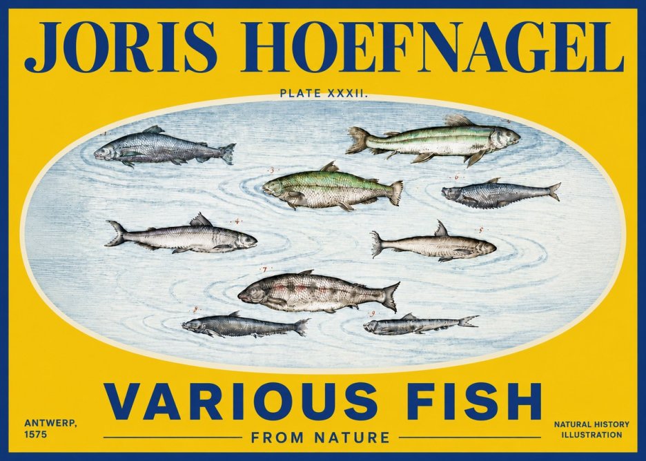 Joris Hoefnagel Various Fish from Nature No4 - Poster