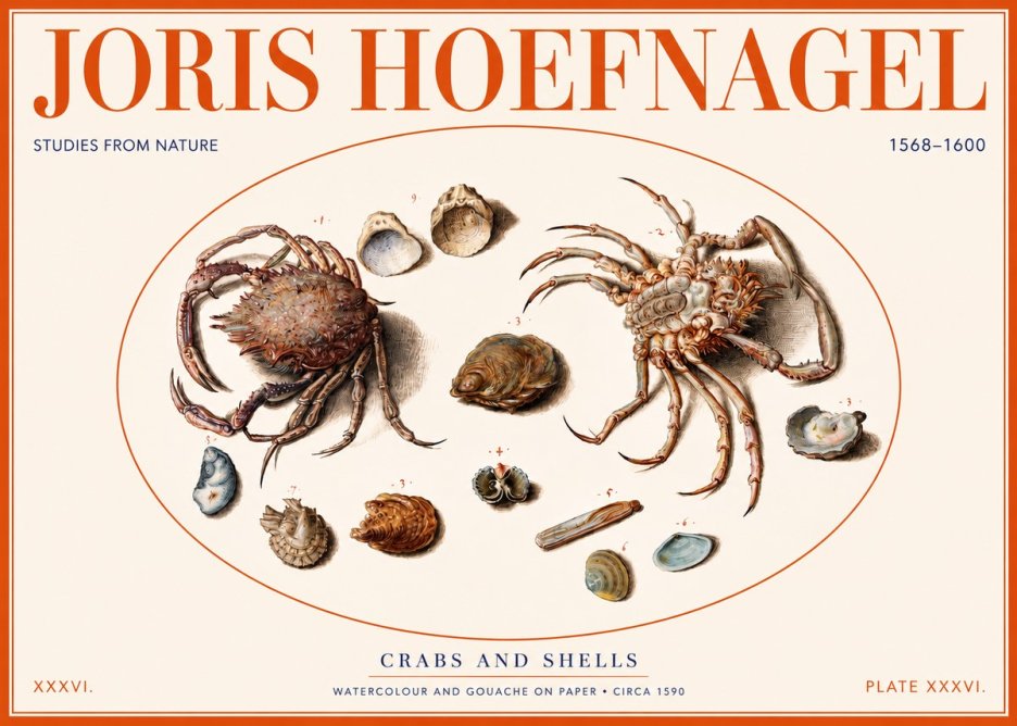 Joris Hoefnagel Crabs and Shells - Studies from Nature No2 - Poster