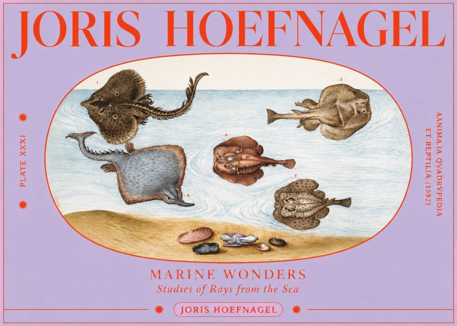 Joris Hoefnagel Studies of Rays and Shells No4 - Poster