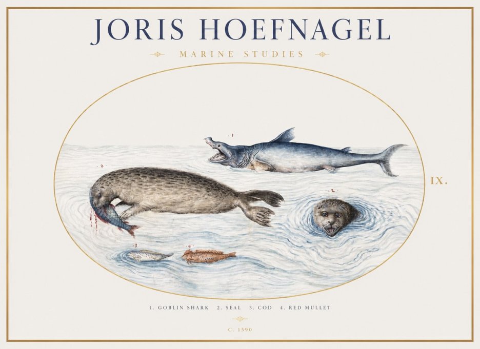 Joris Hoefnagel Marine Studies No1 - Poster