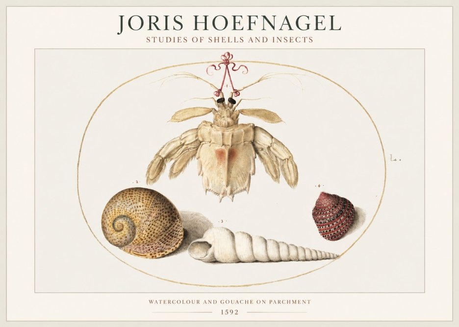 Joris Hoefnagel Studies of Shells and Insects No1 - Poster