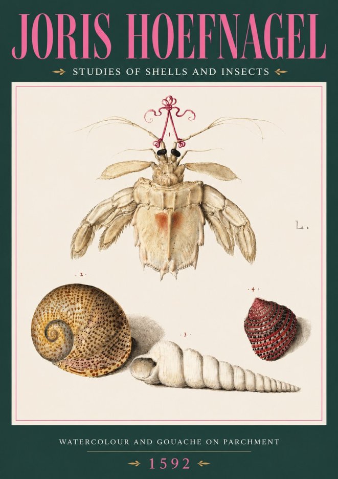 Joris Hoefnagel Studies of Shells and Insects No3 - Poster
