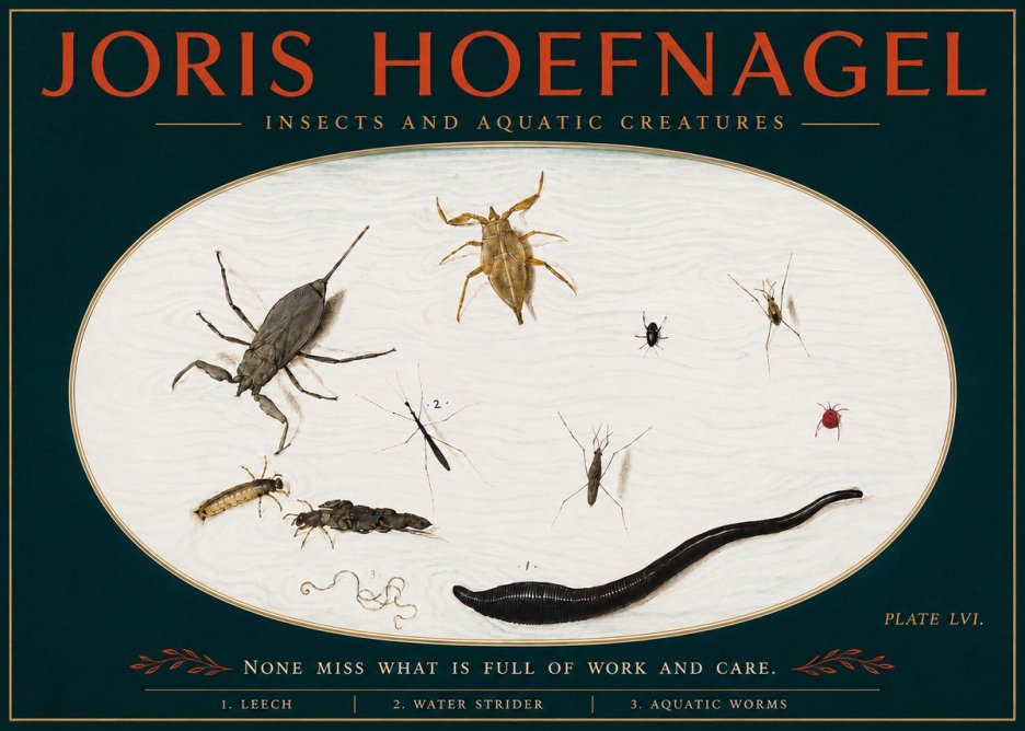 Joris Hoefnagel Insects and Aquatic Creatures No4 - Poster