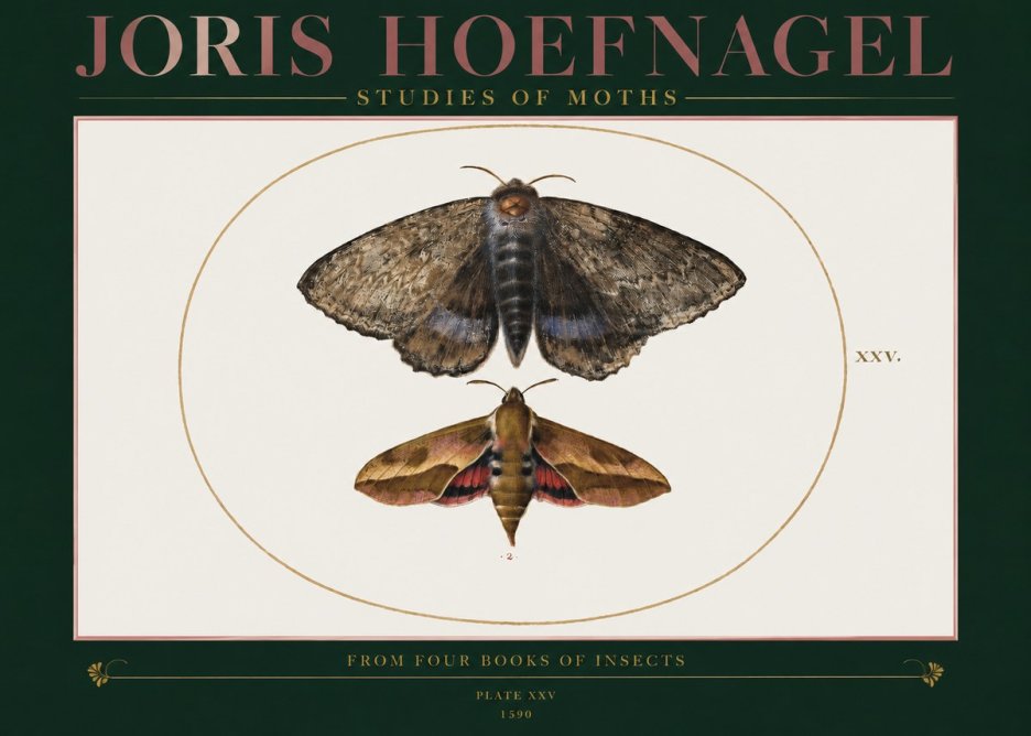 Joris Hoefnagel Studies of Moths I No2 - Poster