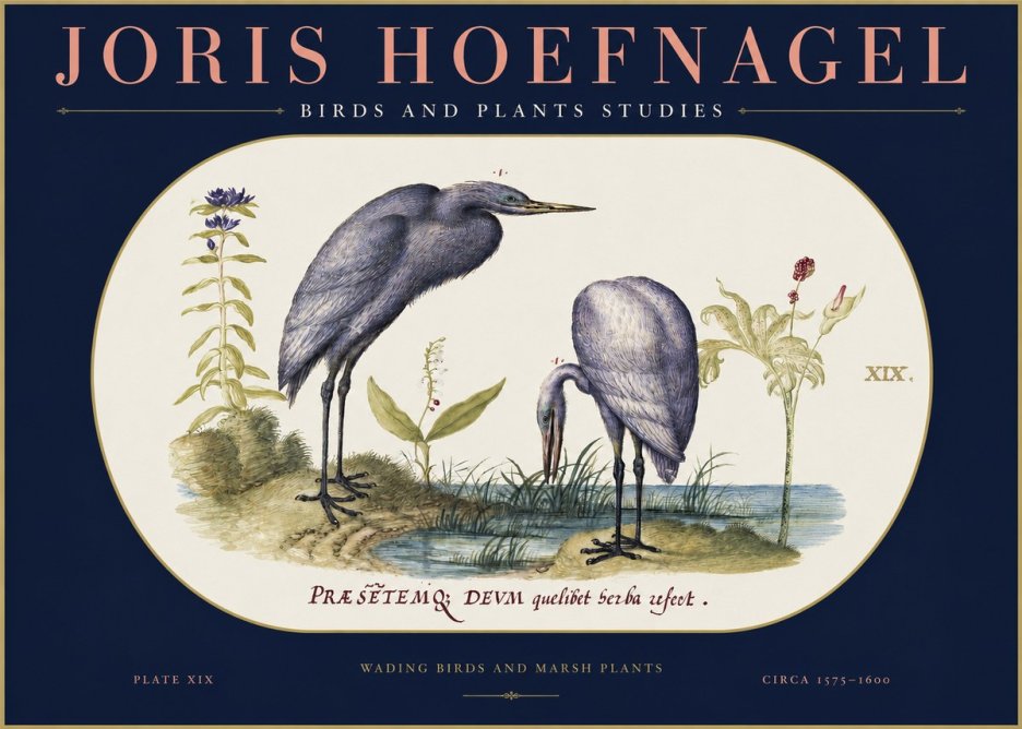 Joris Hoefnagel Wading Birds and Marsh Plants No2 - Poster