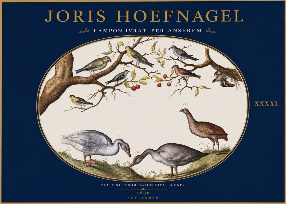 Joris Hoefnagel Lampon Ivrat per Anserem No2 - Poster