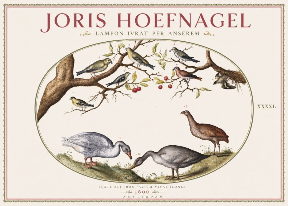 Joris Hoefnagel Lampon Ivrat per Anserem No3 - Poster