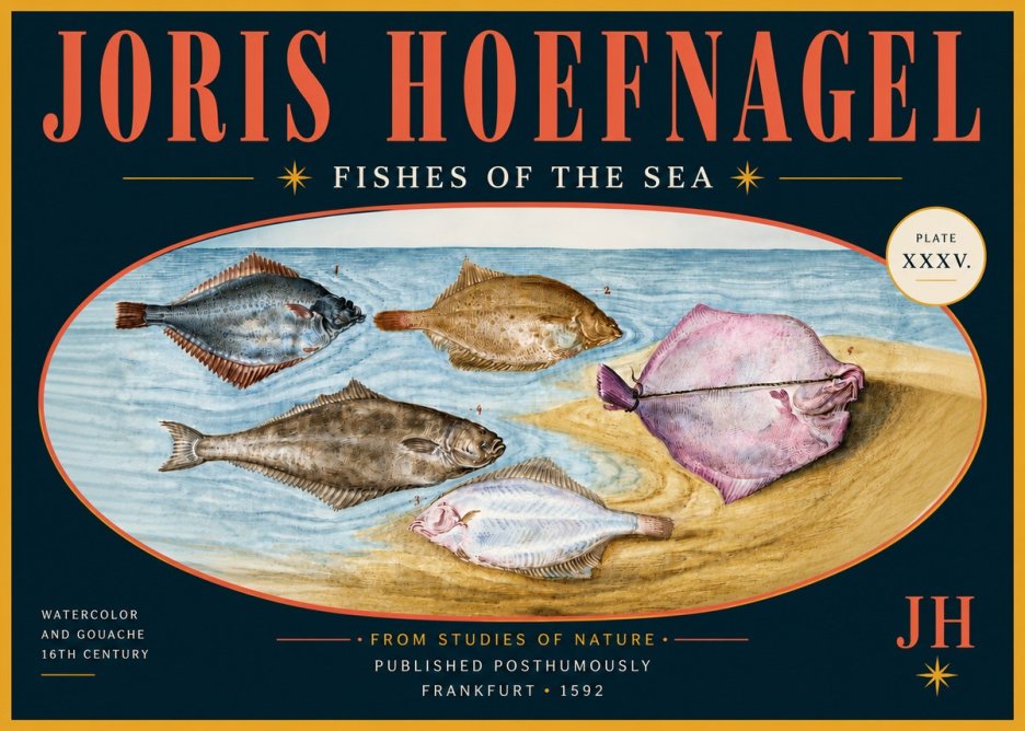 Joris Hoefnagel Fishes of the Sea II No6 - Poster