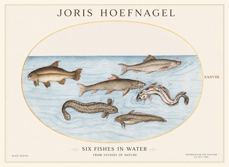 Joris Hoefnagel Six Fishes in Water II No1 - Poster