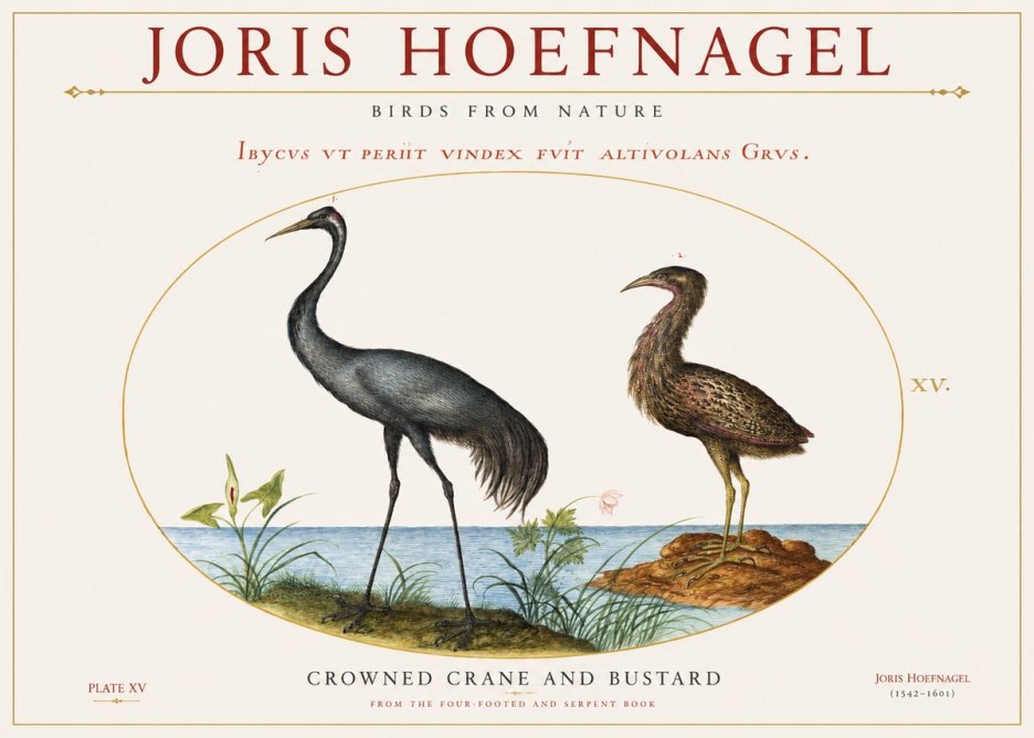 Joris Hoefnagel Crowned Crane and Bustard No1 - Poster