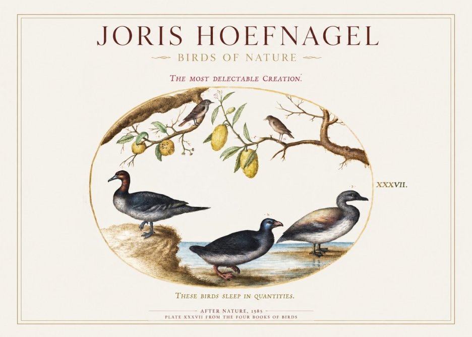 Joris Hoefnagel Plate Xxxvii from the Four Books of Birds No1 - Poster