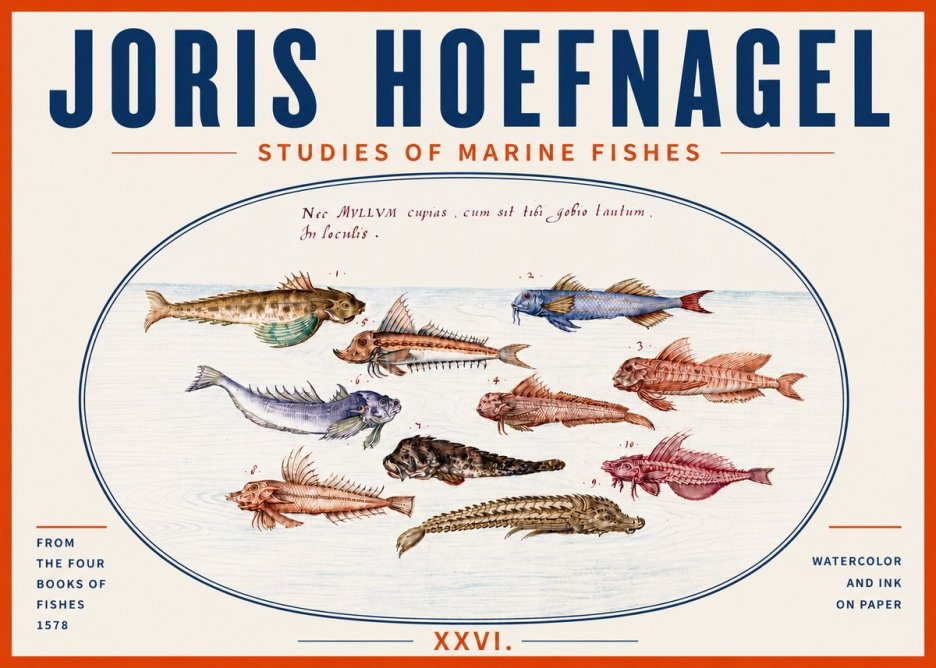 Joris Hoefnagel Studies of Marine Fishes No5 - Poster