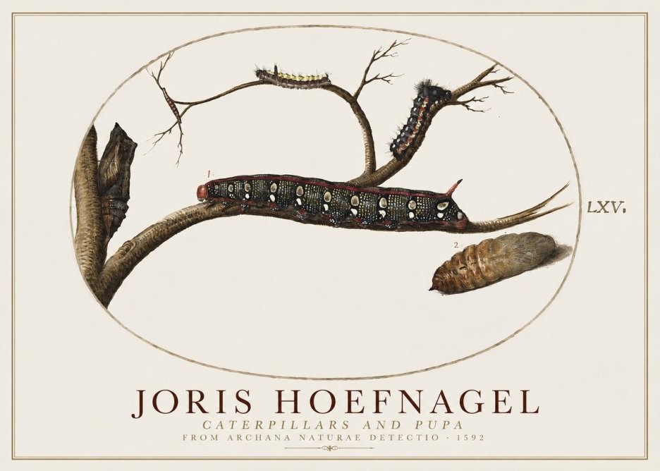 Joris Hoefnagel Caterpillars and Pupa No1 - Poster