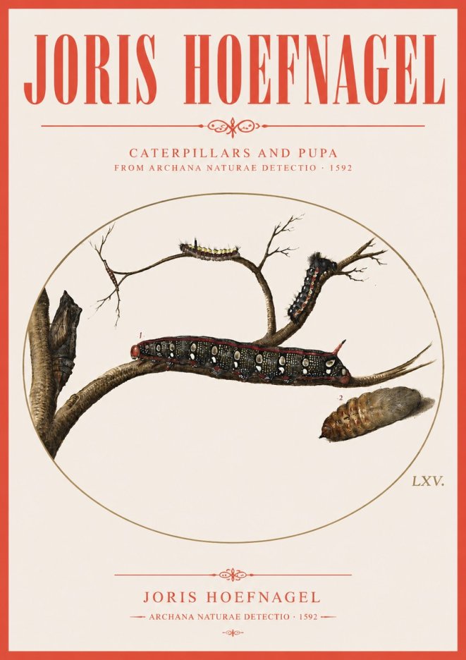 Joris Hoefnagel Caterpillars and Pupa No3 - Poster