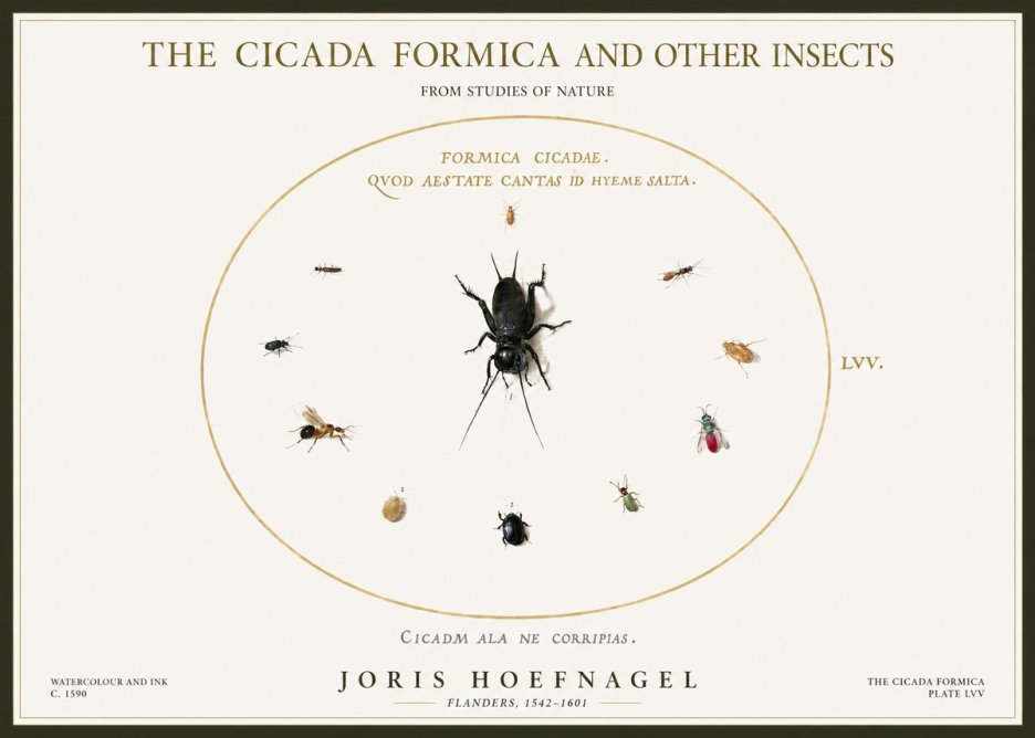 Joris Hoefnagel Formica Cicadae No5 - Poster
