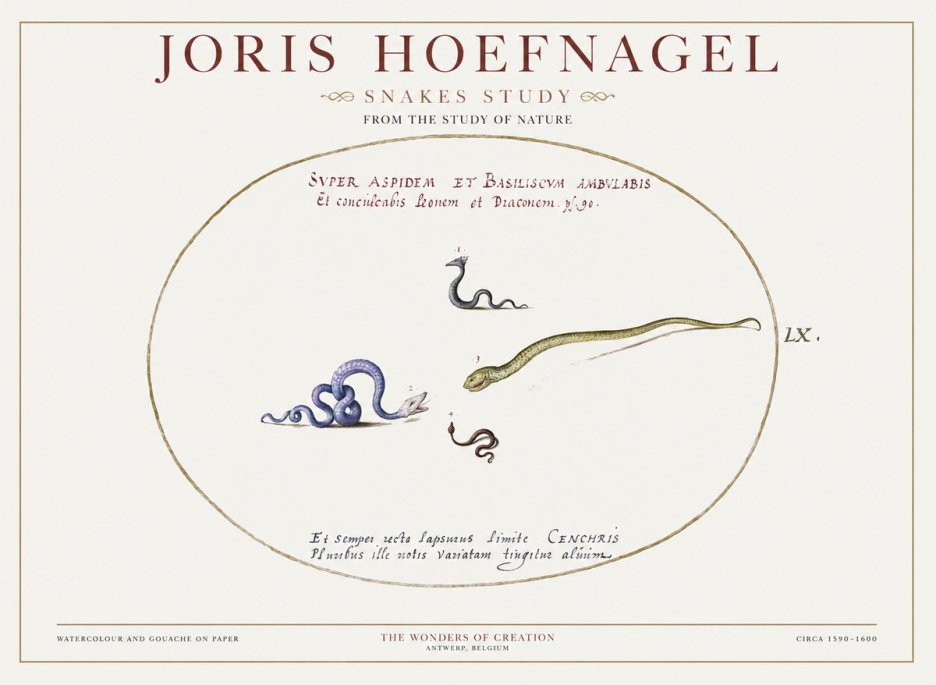 Joris Hoefnagel Studies of Serpents No2 - Poster